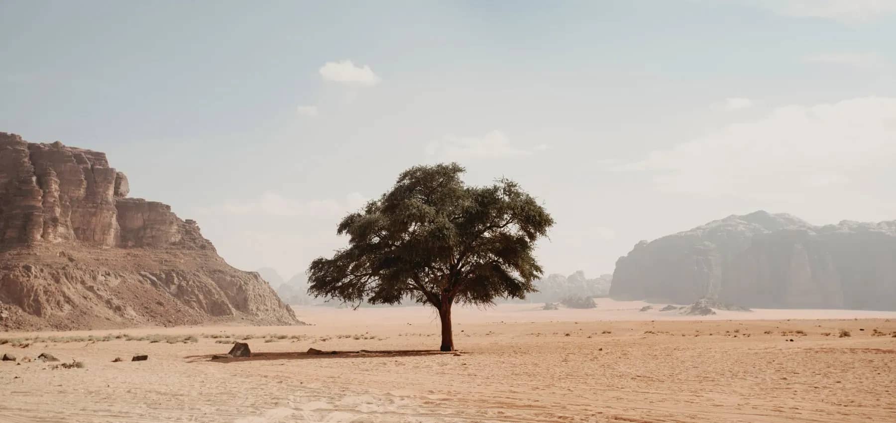 Next generation engagement, a lone tree standing in a wide desert canyon.