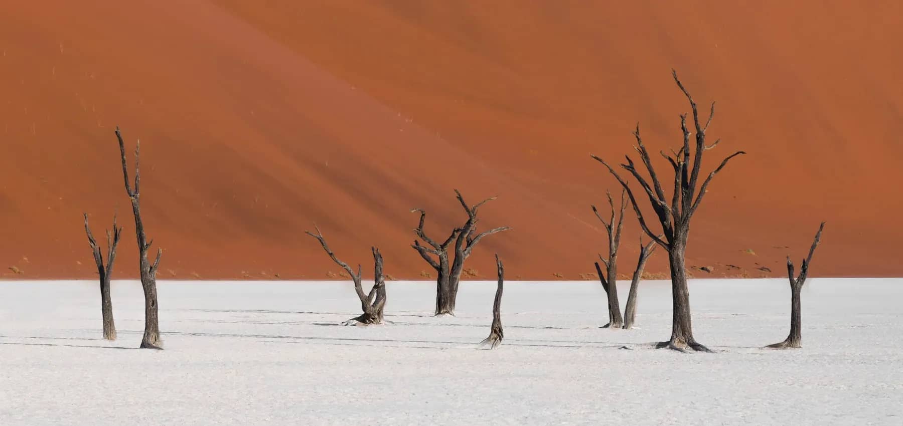 Family brand, bare dead trees standing against a deep red sand dune.