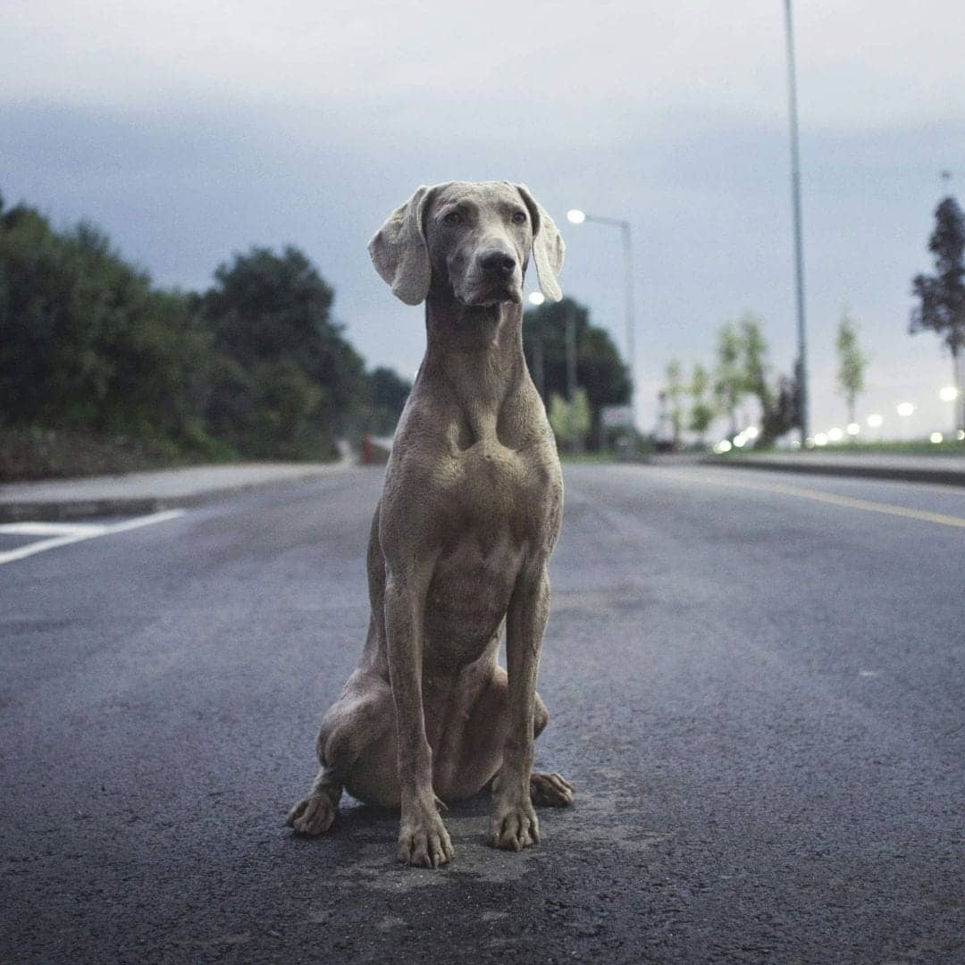The benefits of modern concierge pet care and management services in family offices