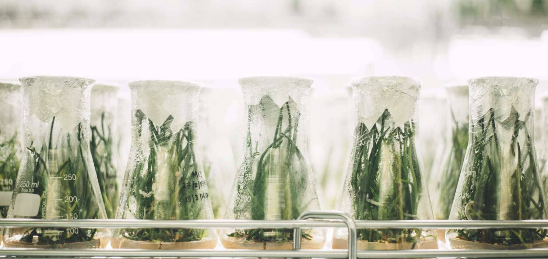 Food technology investment, rows of laboratory beakers holding green plant samples.