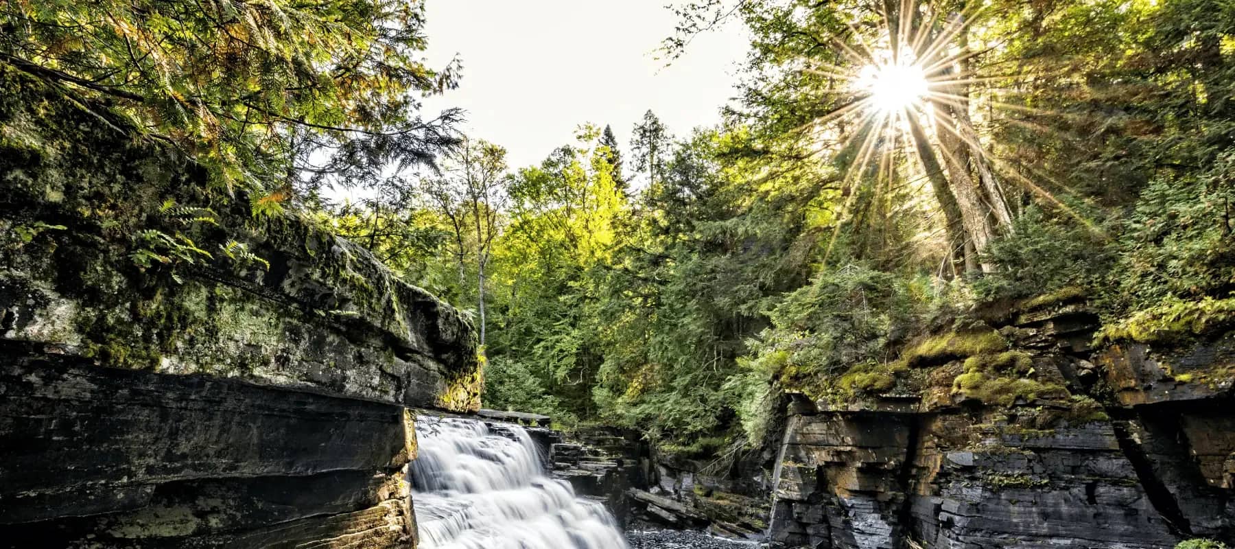 Brand in philanthropy, sunlight streaming through a mossy forest gorge.