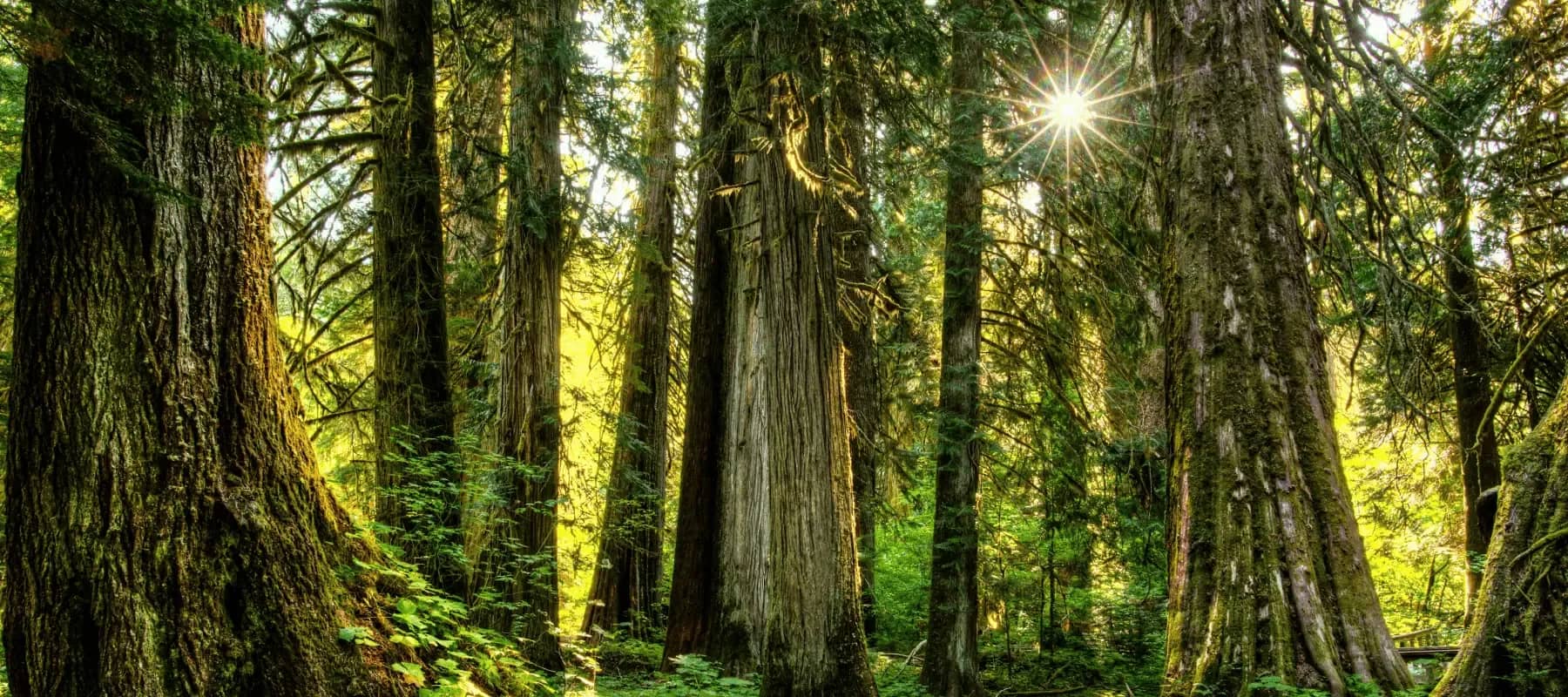 Hidden costs and wealth erosion, a stand of tall redwood trunks in dappled light.
