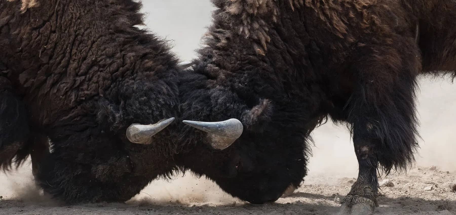Family business succession, two bison locking horns head to head.