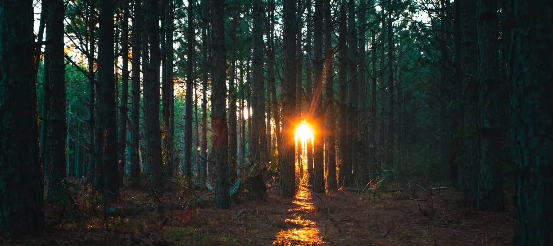 Family capital and governance, sunlight breaking through a dense forest of tall trees.