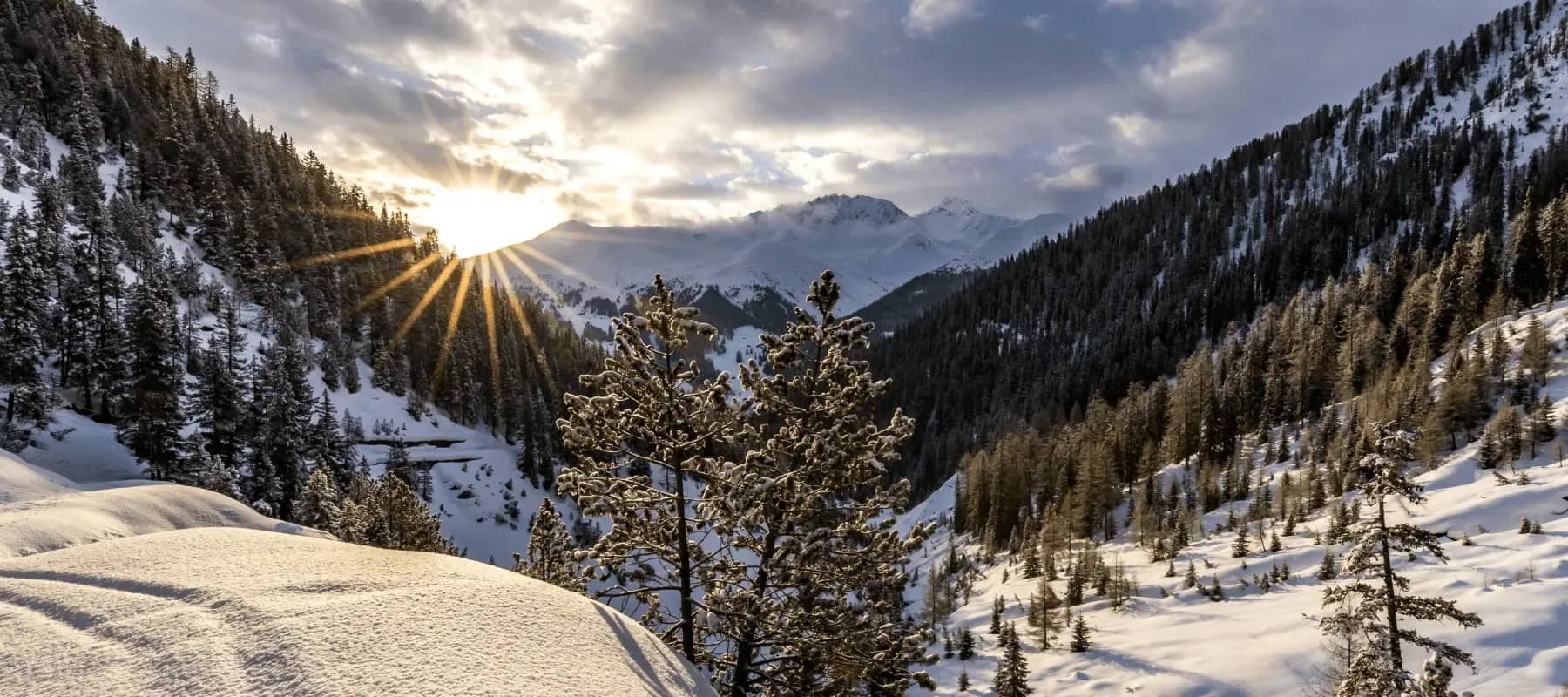 Davos and family offices, sunlight bursting over a snow-covered alpine forest.
