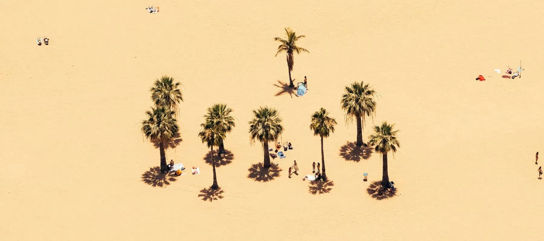 Family office networking, an aerial view of palm trees casting shadows on golden sand.