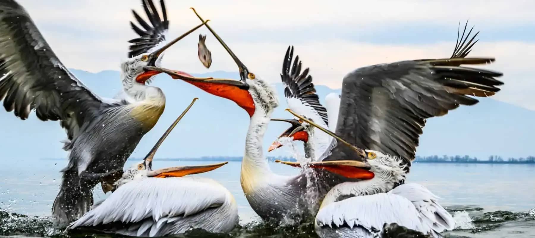 Family office succession, two pelicans clashing with wings spread over water.