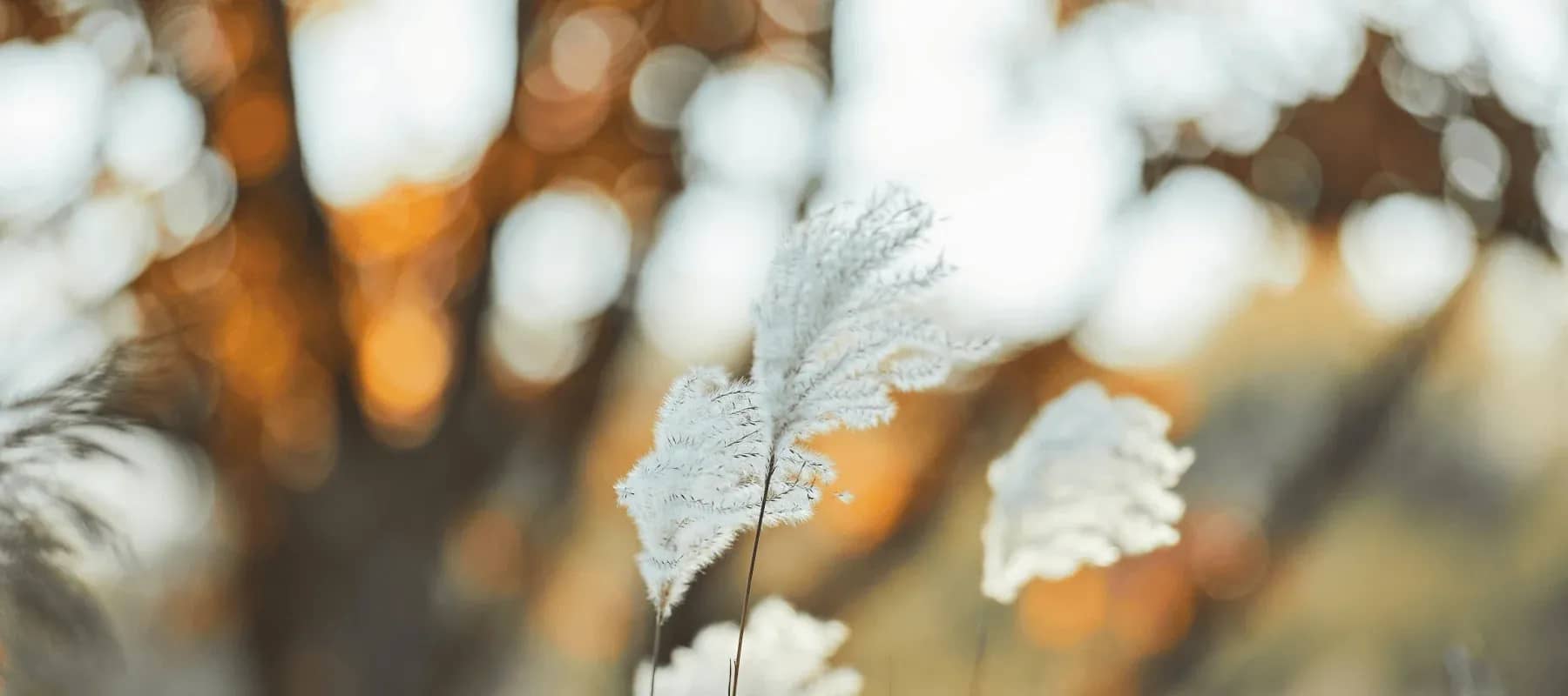 Family office trends, a white feathery plume against warm golden bokeh.