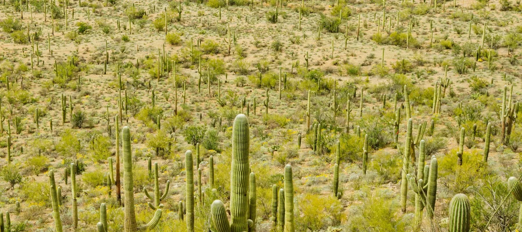The LLM information economy, a desert of tall saguaro cactus.