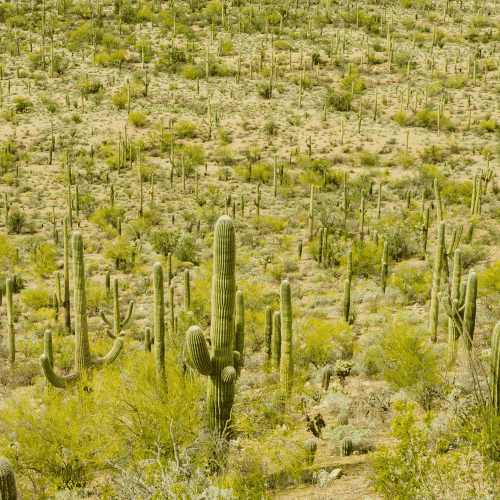 Desert landscape with cacti symbolising volatility and exposure in the LLM information economy