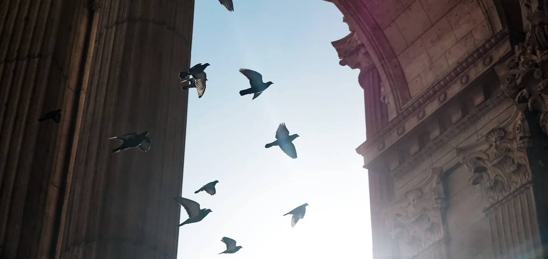 Building a modern family office, pigeons in flight between classical stone buildings against a bright sky.