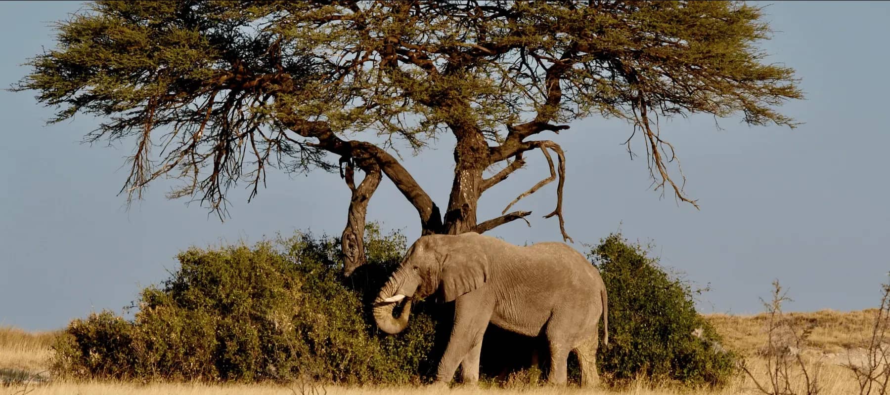 Preserving generational wealth, an elephant standing among acacia trees.