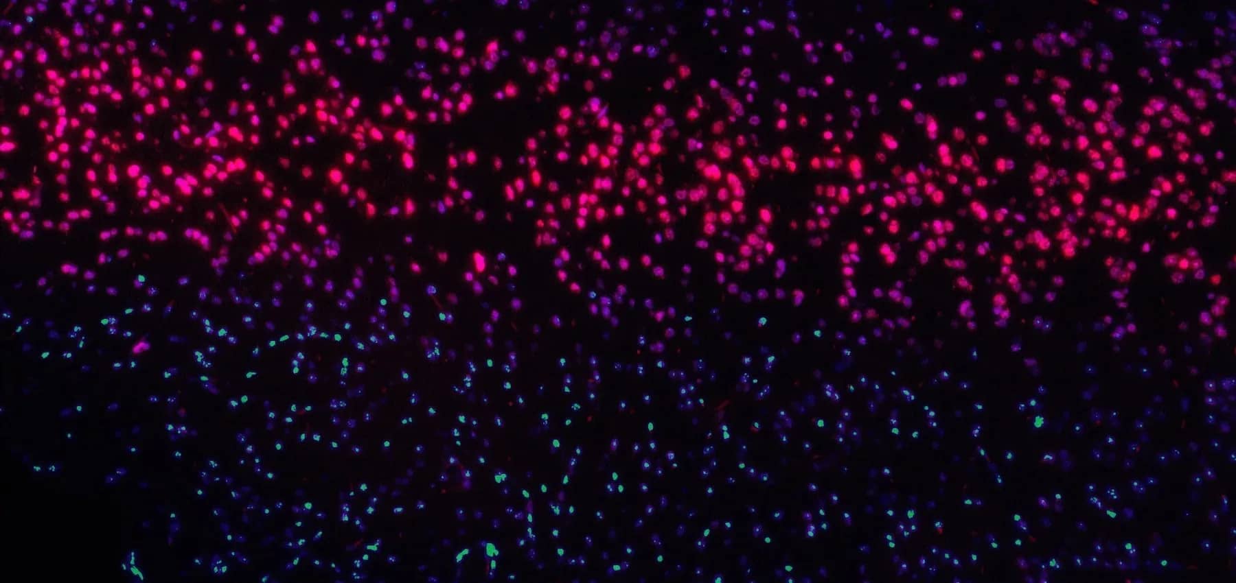 Genomics and family legacy, a microscope image of glowing pink and blue cells.