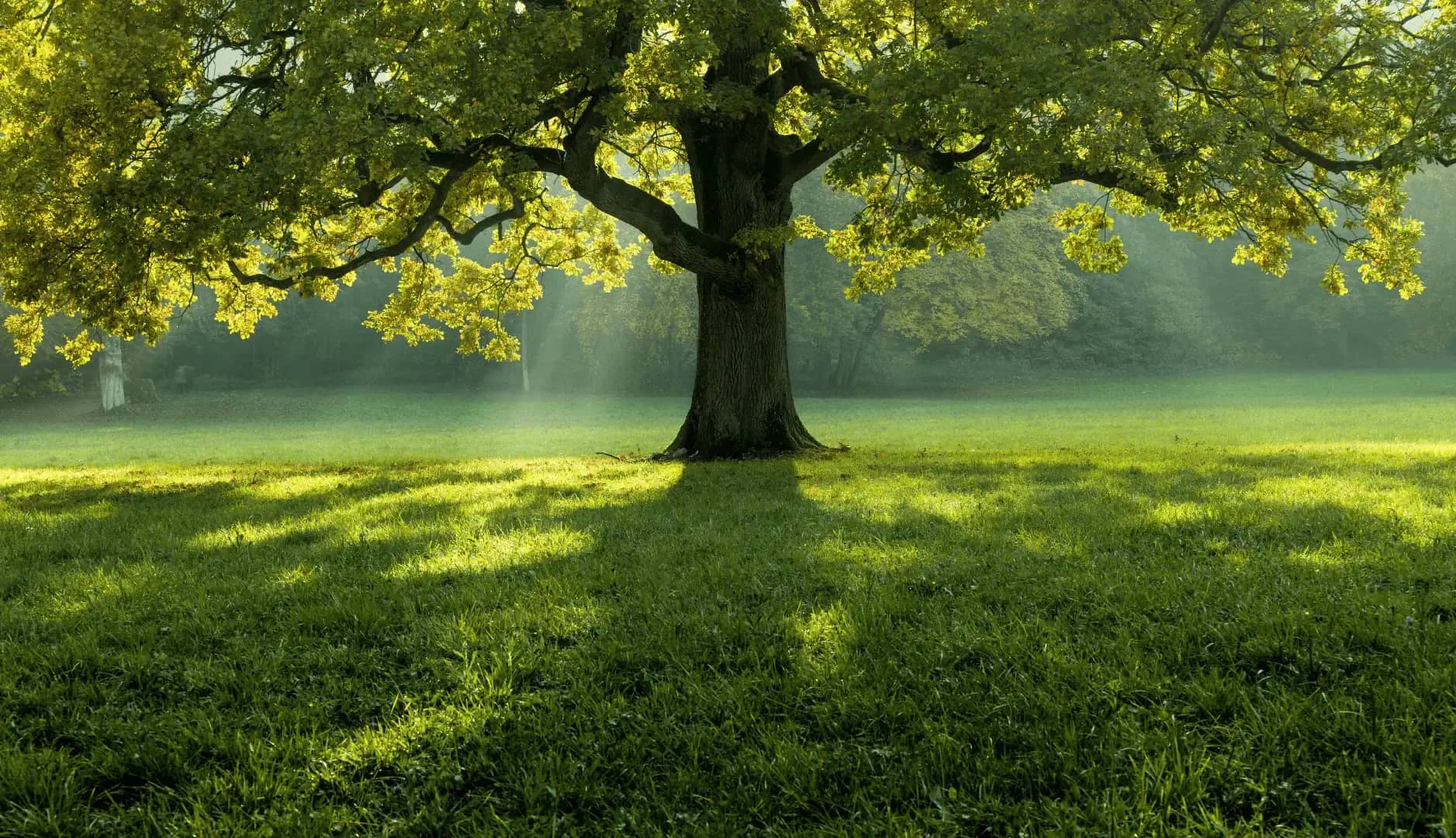 Portfolio transformation, a broad oak tree standing alone in a sunlit meadow with light filtering through the branches.