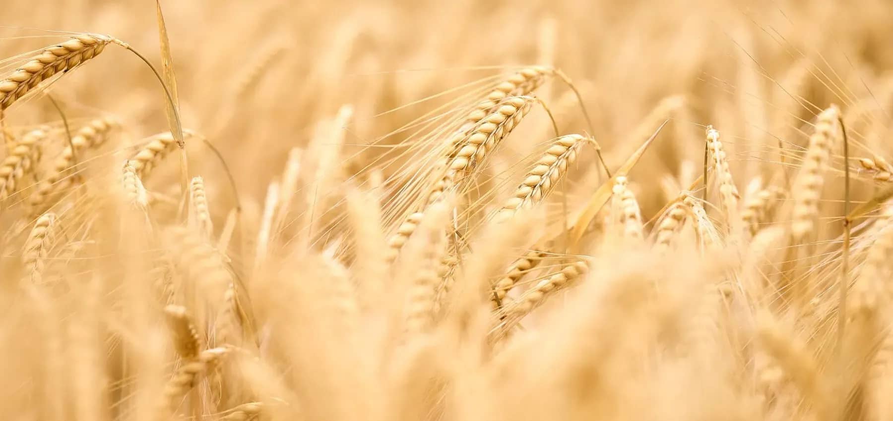 Food security investment, golden ears of wheat in close-up.