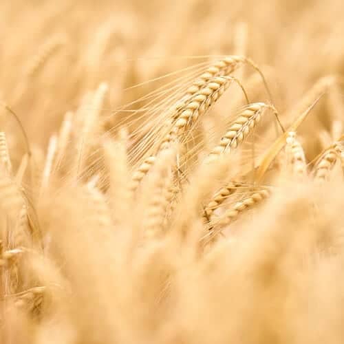 food security