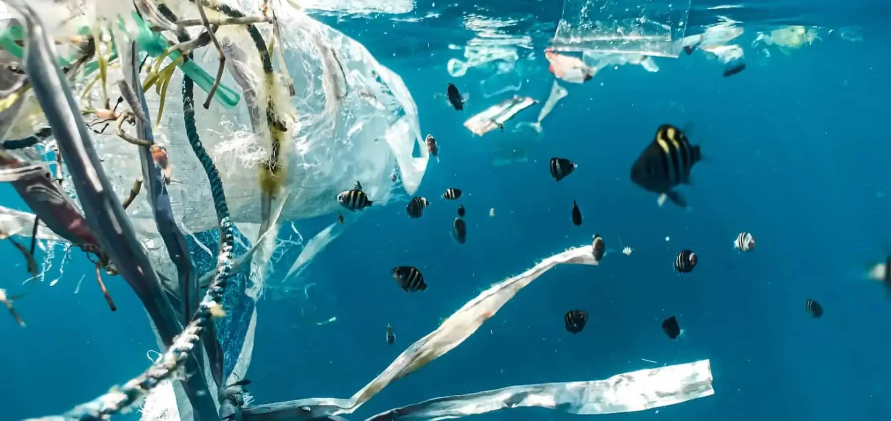 Investing in ocean conservation, tropical fish swimming among floating plastic waste.