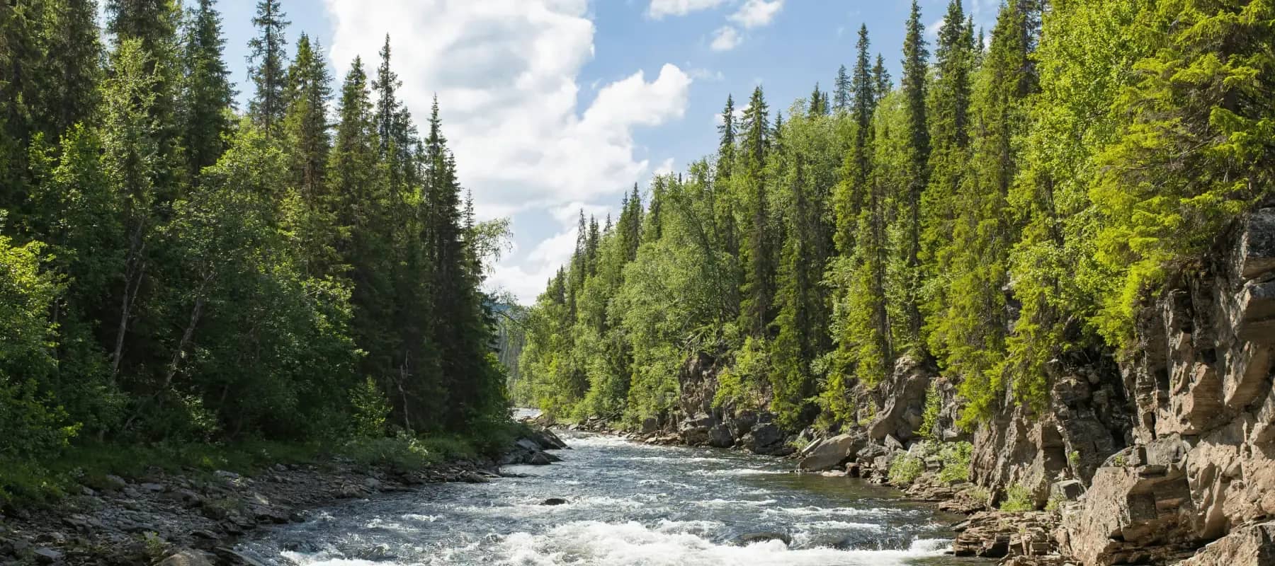Optimising AI on an integrated platform, a forested river gorge seen from above.