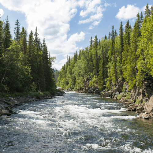 River flowing through dense forest representing seamless data integration and AI optimisation for family offices
