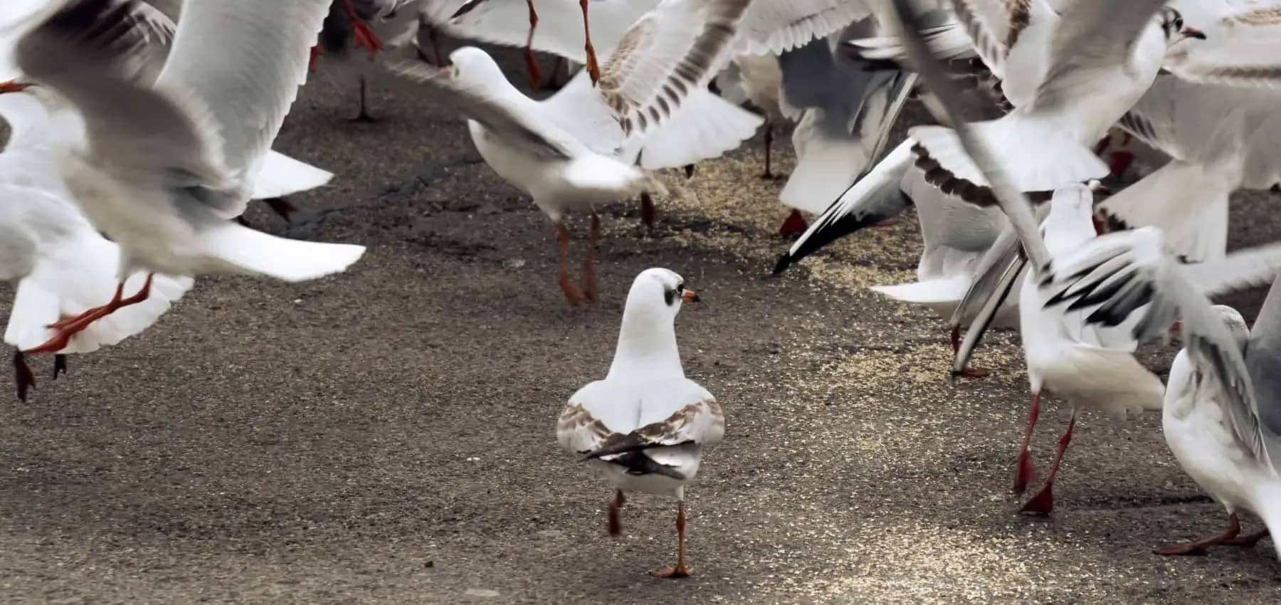 Outsourced chief investment officer, a group of gulls on a beach with one facing the camera.