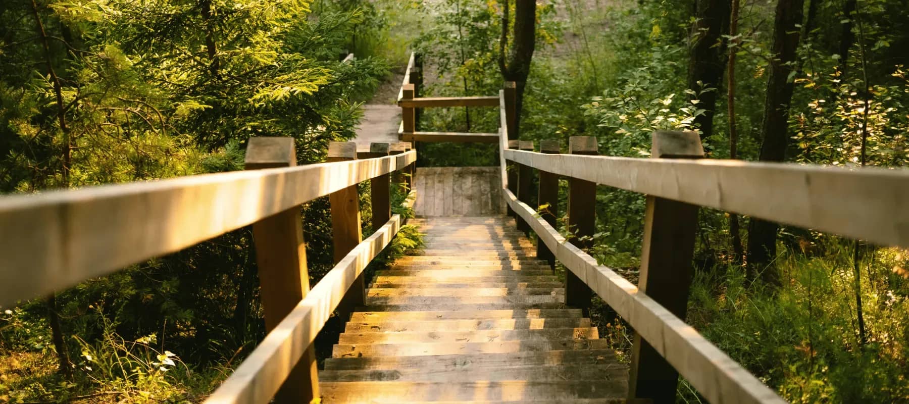 Switching portfolio management software, a wooden walkway leading through sunlit forest.