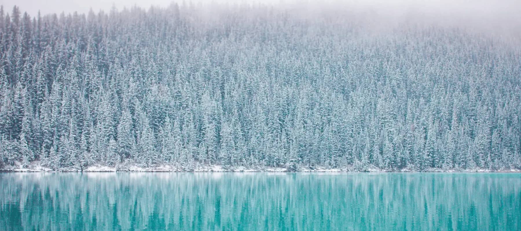 The regenerative model, a snow-covered forest seen from above.