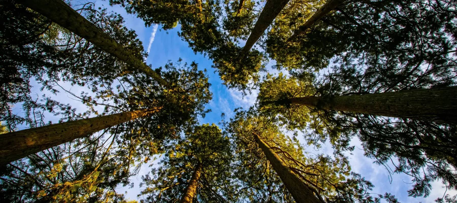A unified general ledger, looking up the trunks of tall trees towards blue sky.