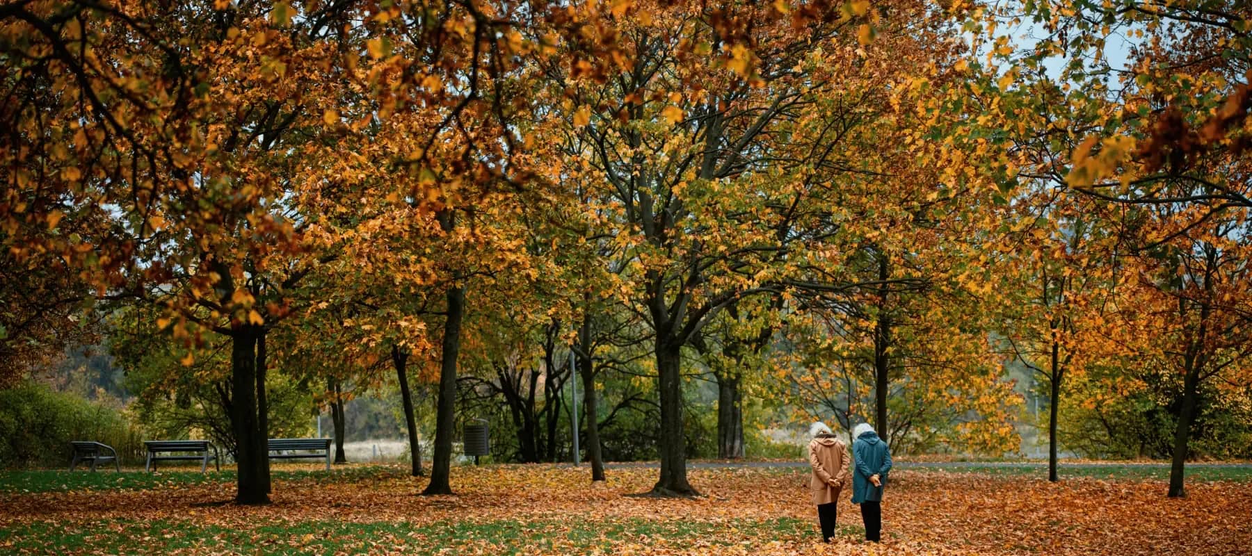 Women controlling wealth, a stand of trees in full autumn colour.