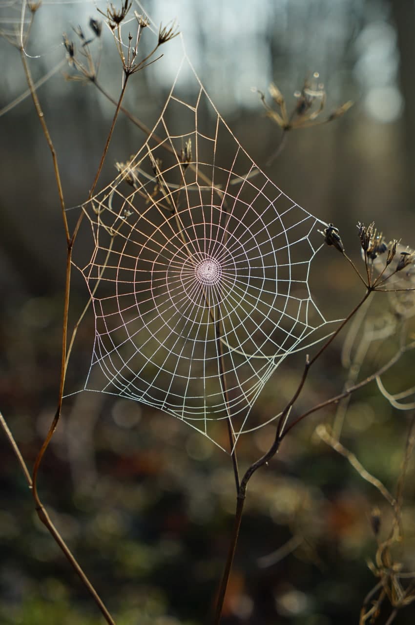 biomimicry in business