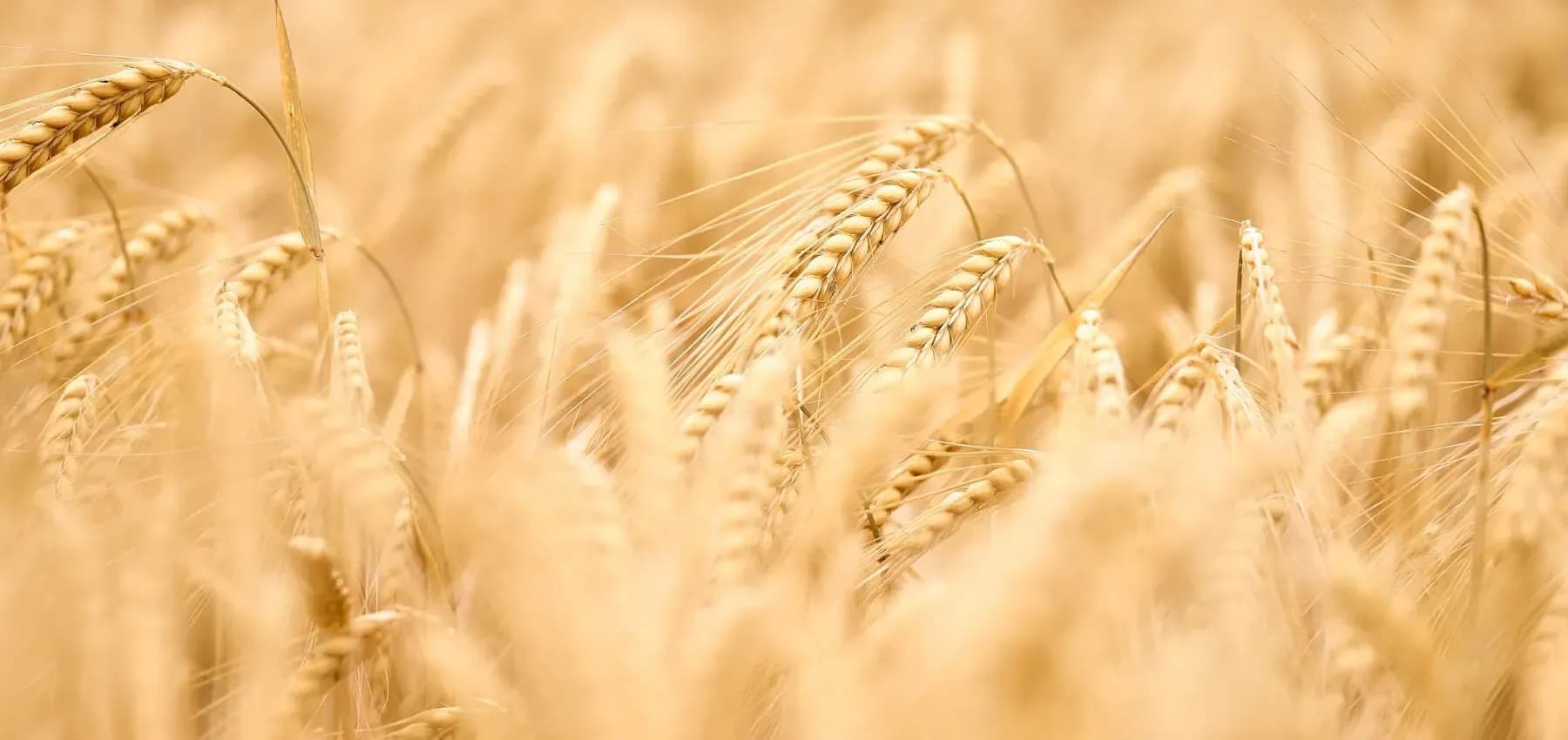 Investing in food security: An alternative approach to impact