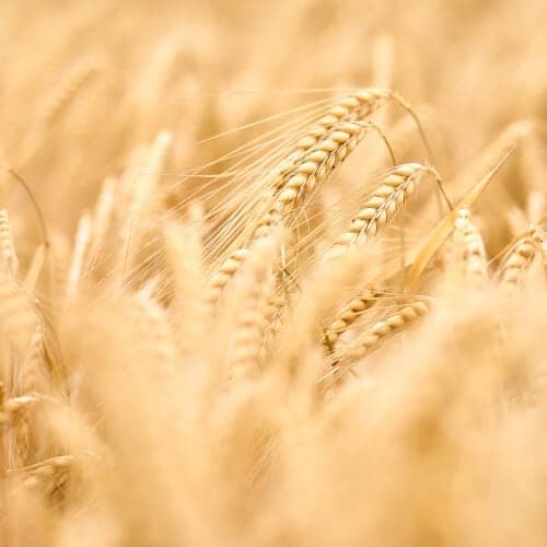 food security