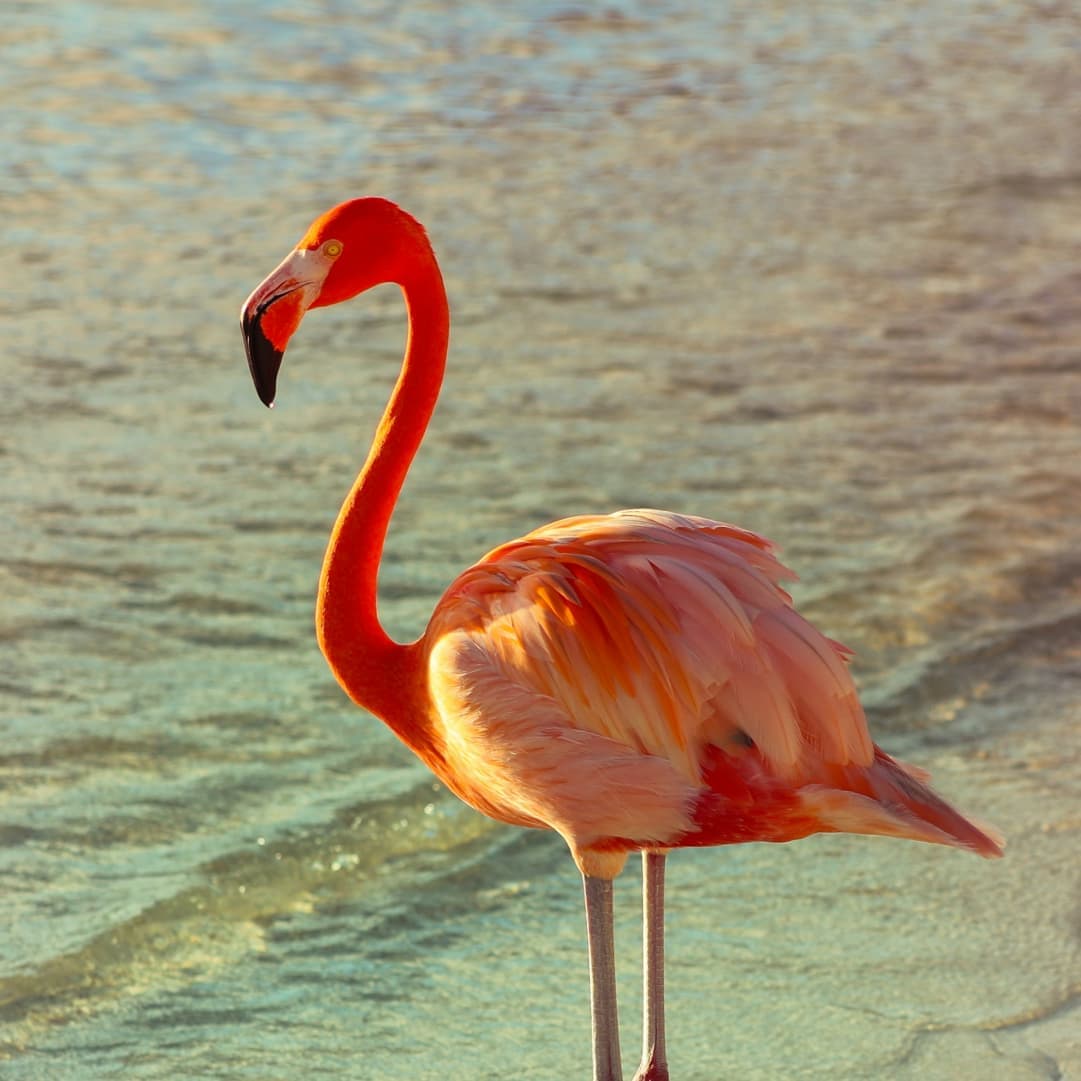 Florida