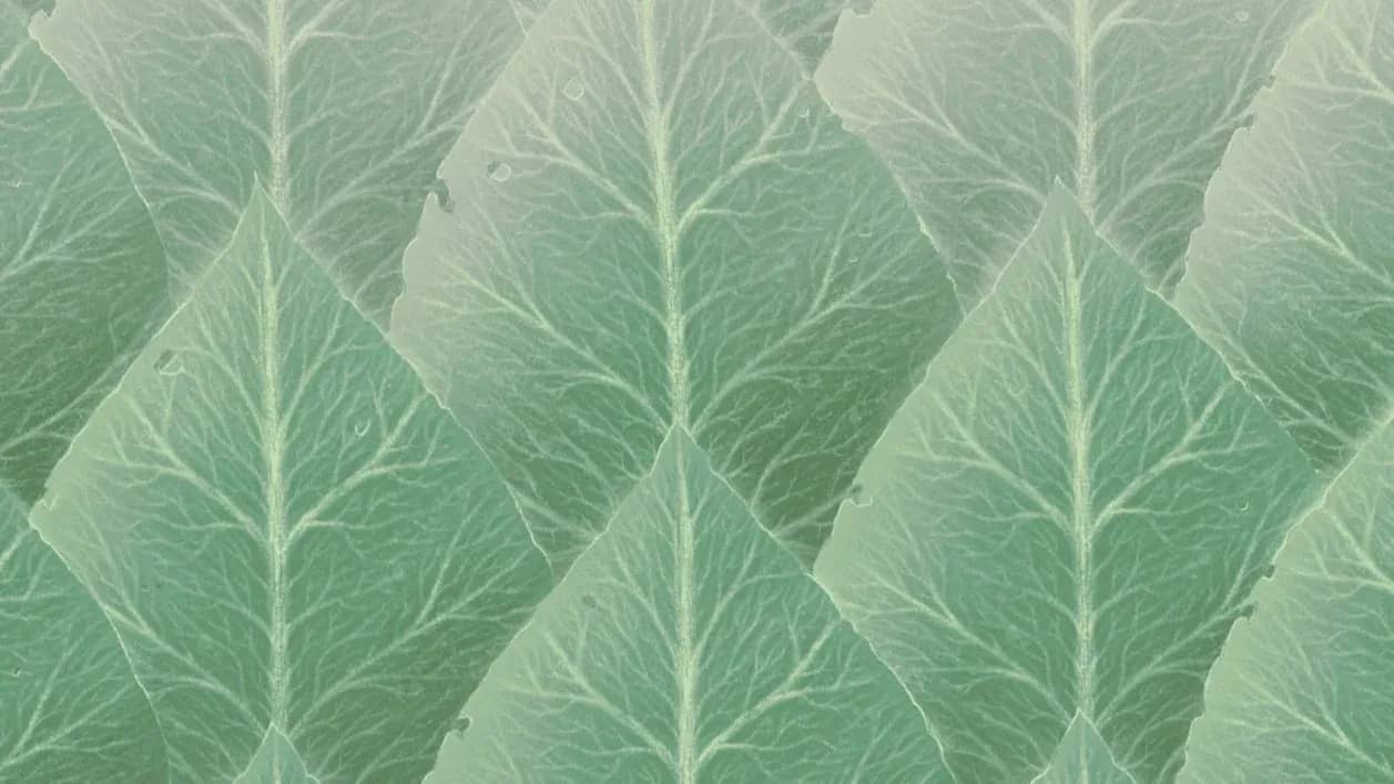 Family office AI adoption, a close-up of overlapping pale green leaves and their fine veins.