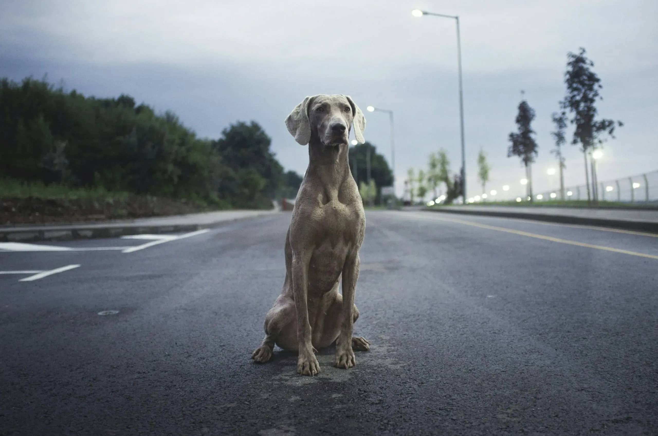 Pet care concierge services, a dog standing alone on an empty road at dusk.