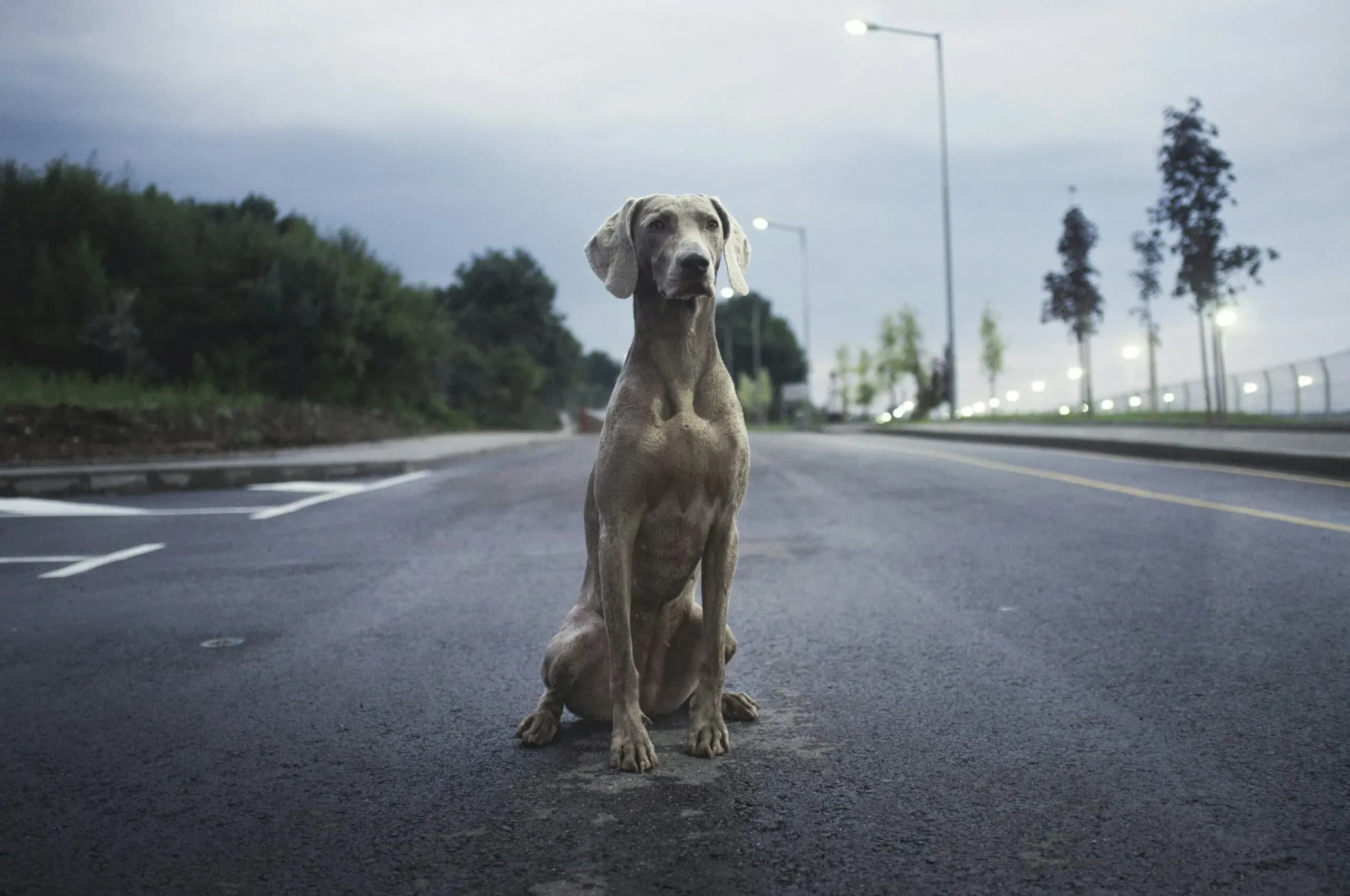 The benefits of modern concierge pet care and management services in family offices