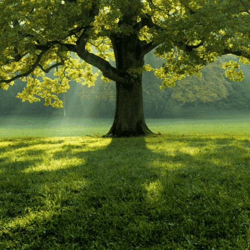 From fragmentation to focus: A $200M portfolio transformation