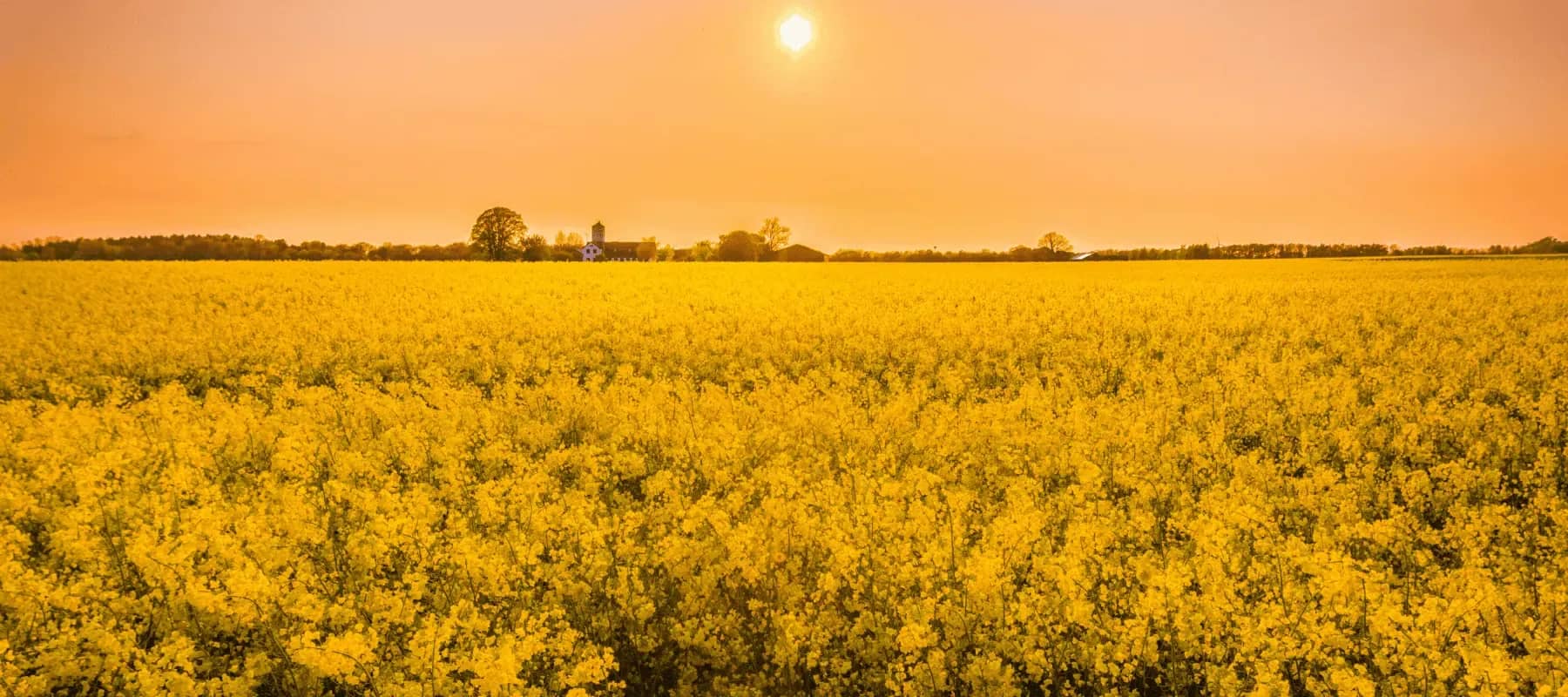 Engaging family offices as a capital source, a field of yellow rapeseed at sunset.