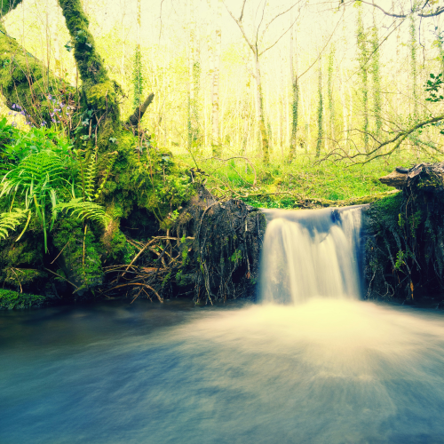 Family office investment trends and global capital flows – forest reflection imagery