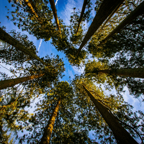 Looking up at tall trees symbolising a unified multi-entity accounting ledger for family offices