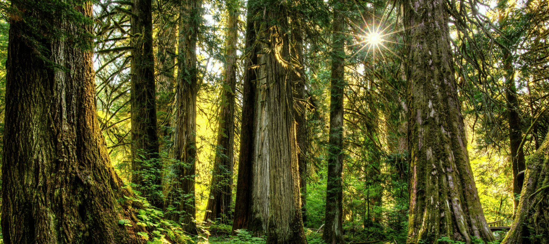 Exposing hidden costs in family office investments – forest sunlight symbolism Greenlock