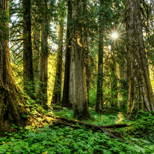Exposing hidden costs in family office investments – forest sunlight symbolism Greenlock