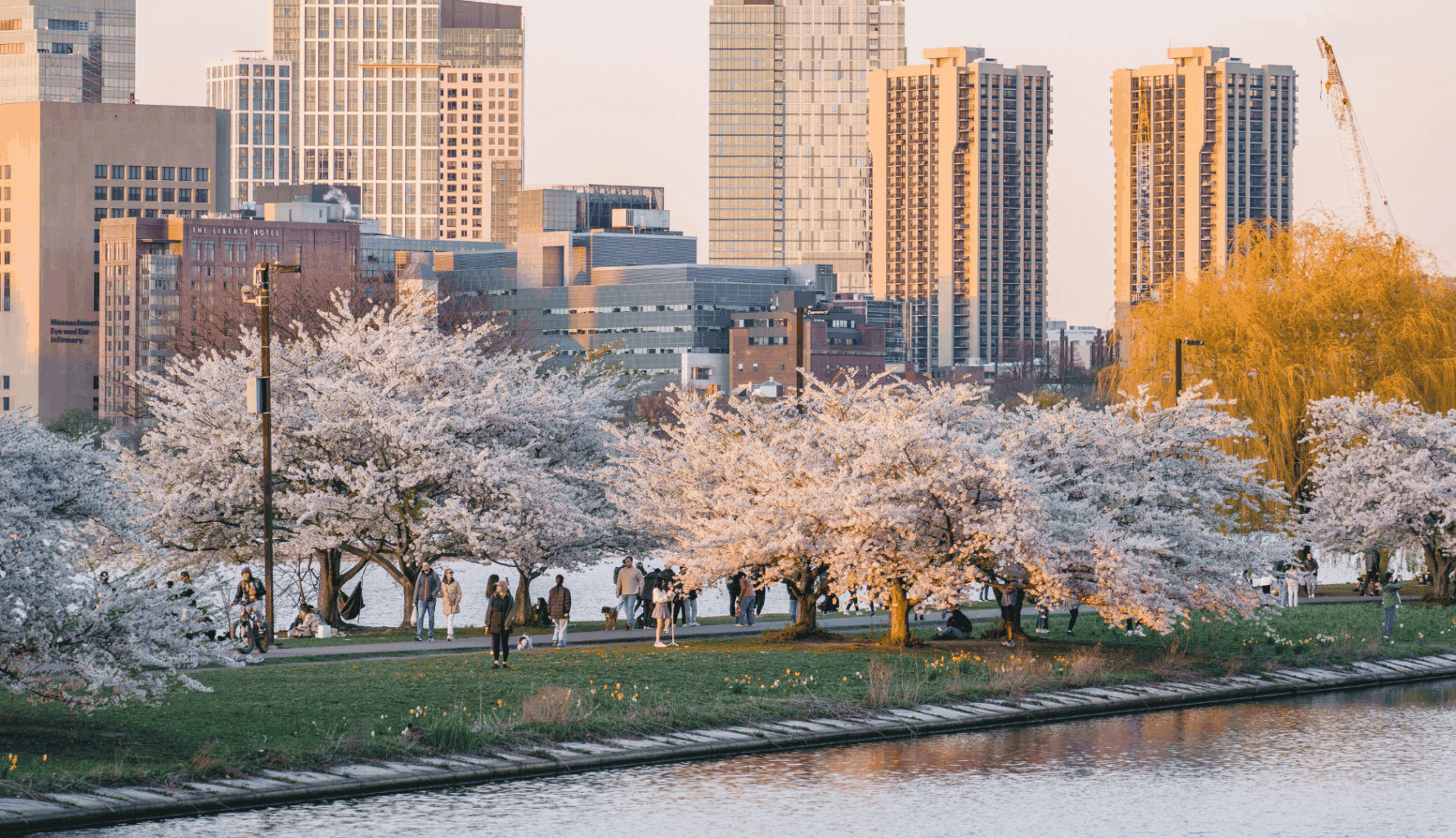 oston skyline with cherry blossoms symbolising growth, clarity, and transformation in family office management