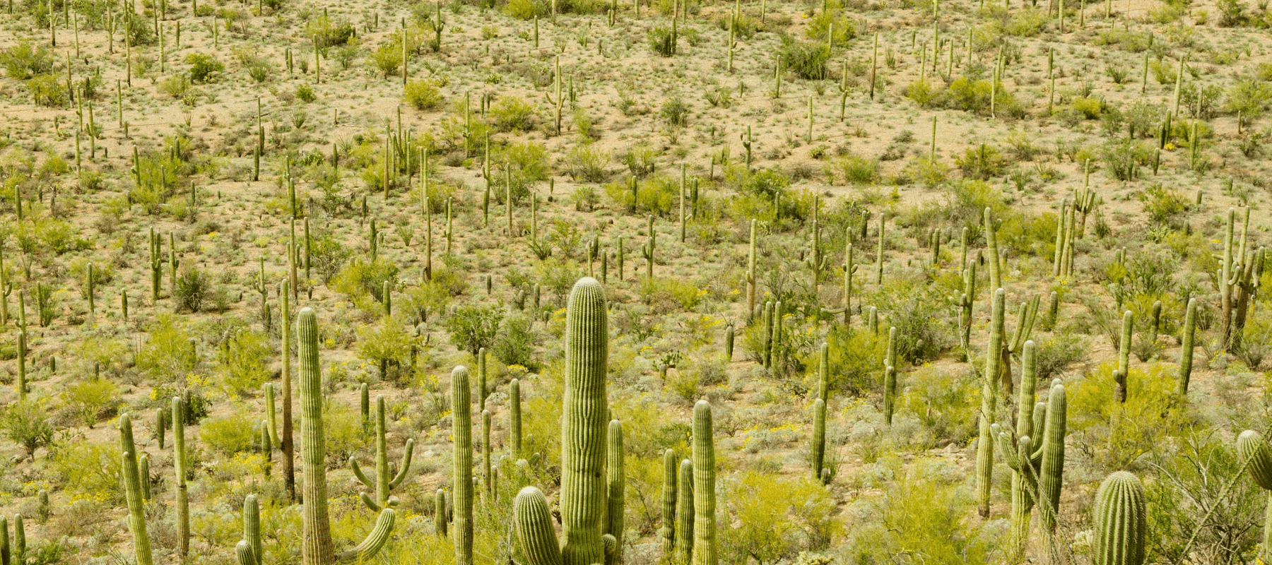 Fear and Loathing in the LLM Information Economy